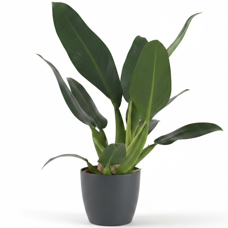 Philodendron Martianum (Fat Boy)