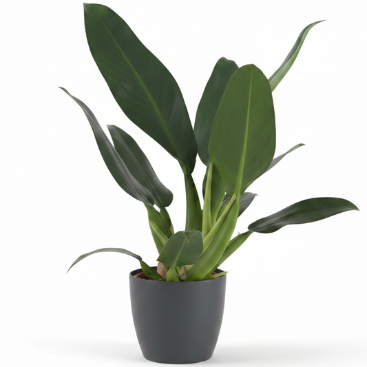 Philodendron Martianum (Fat Boy)
