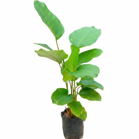 Calathea Lutea Green