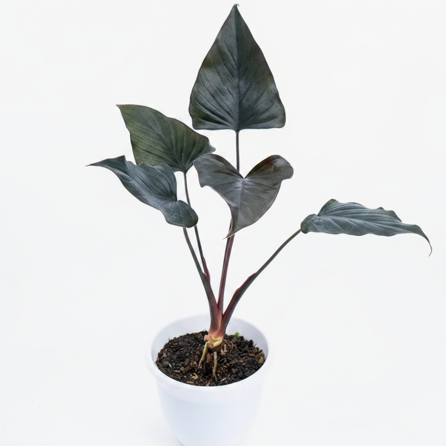 Homalomena Black