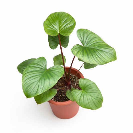 Homalomena Rubescens