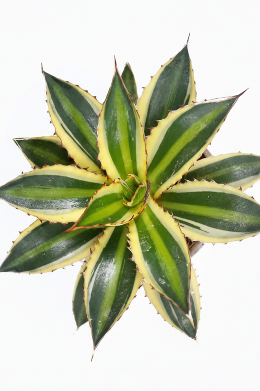 Agave iophanta Quadricolor