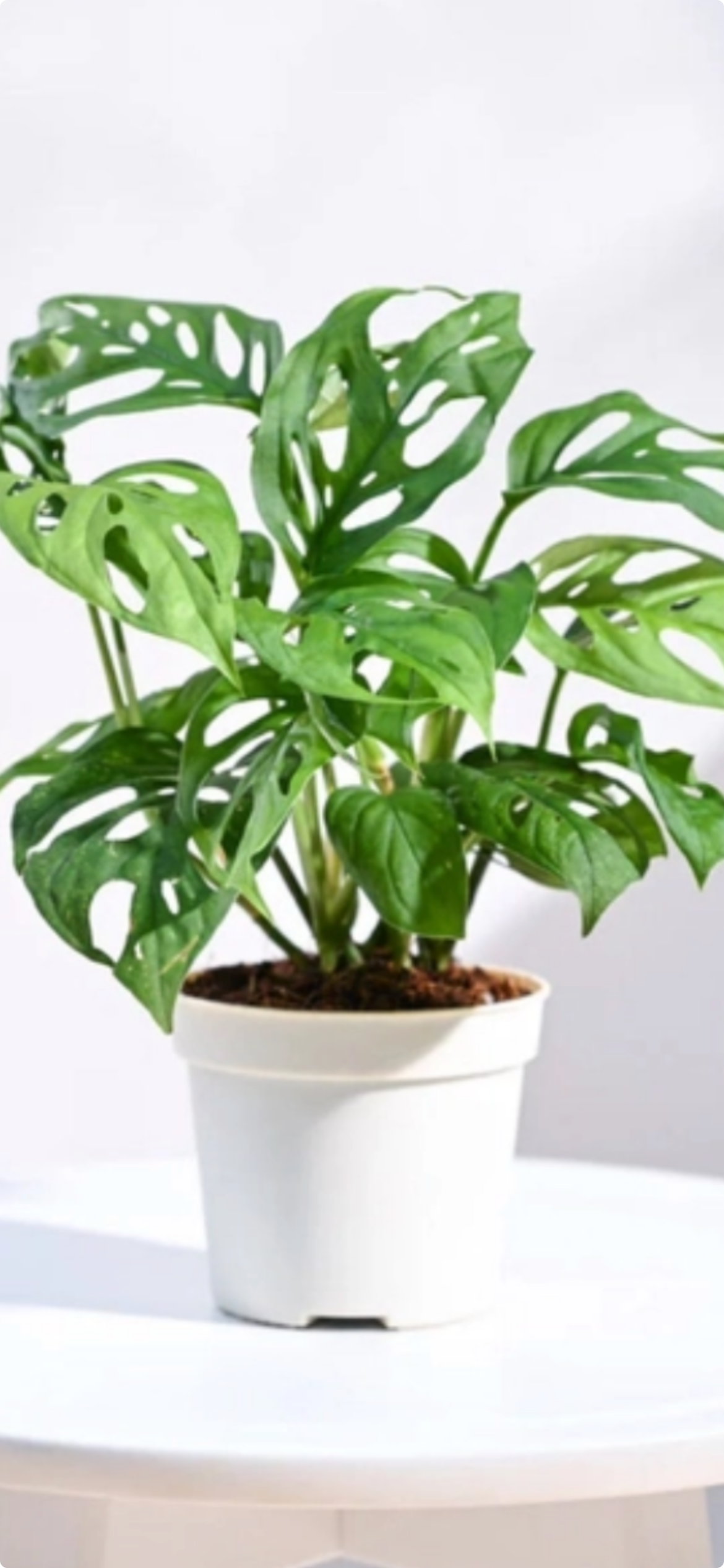 Monstera Adansonii