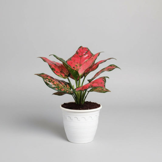 Aglaonema Red Beauty | Chinese Evergreen