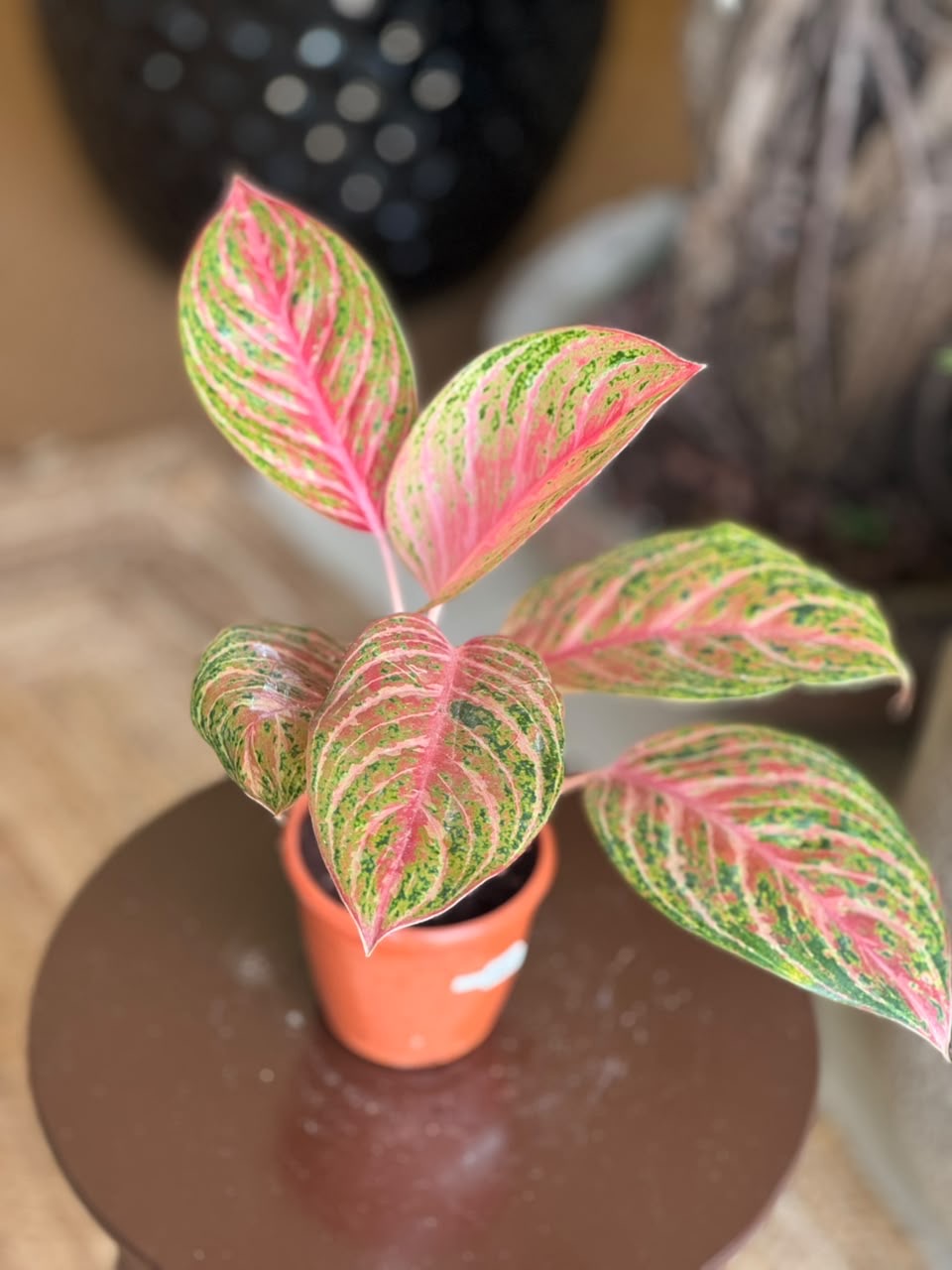 Aglaonema Pink Emerald