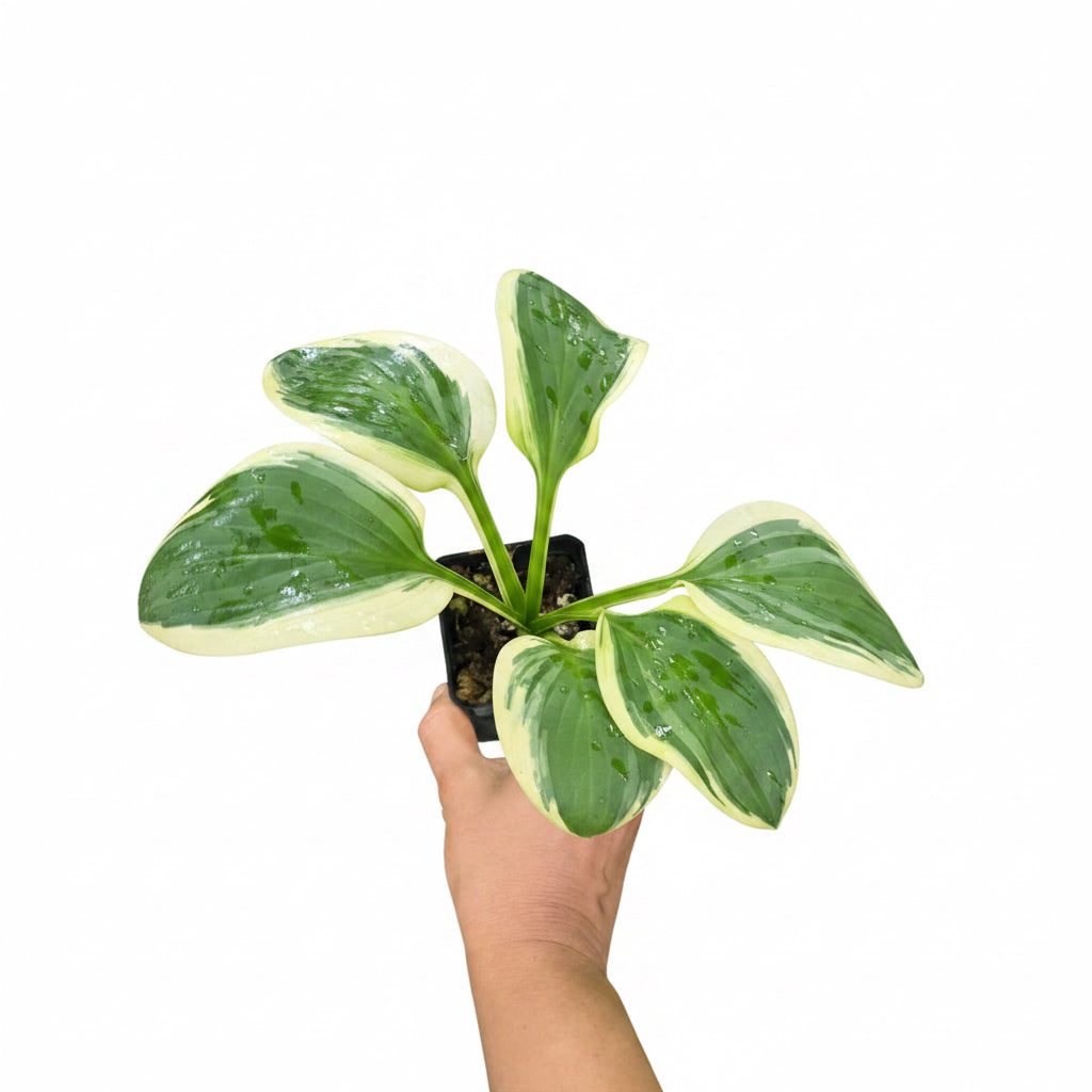 Variegated Hosta
