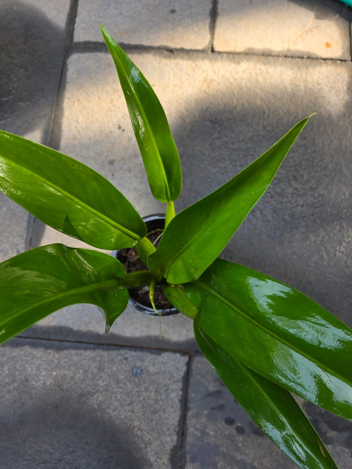 Philodendron Martianum (Fat Boy)