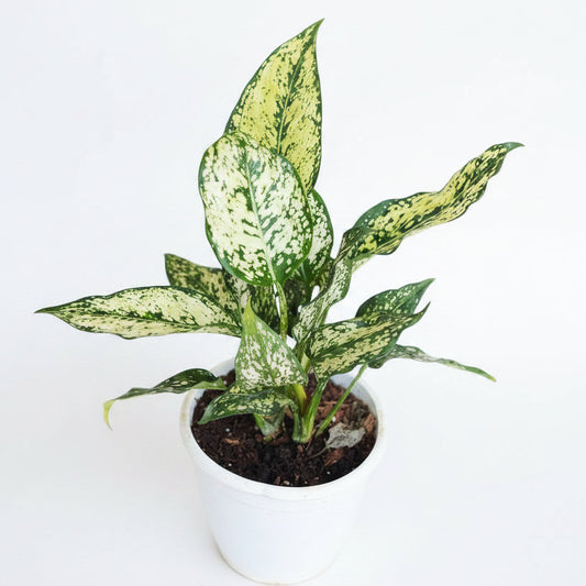 Aglaonema Snow White