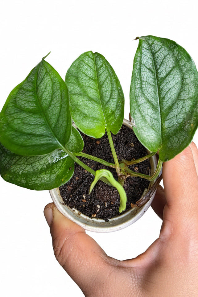 Monstera Siltepicana