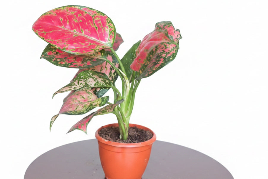 Aglaonema Pink Valentine