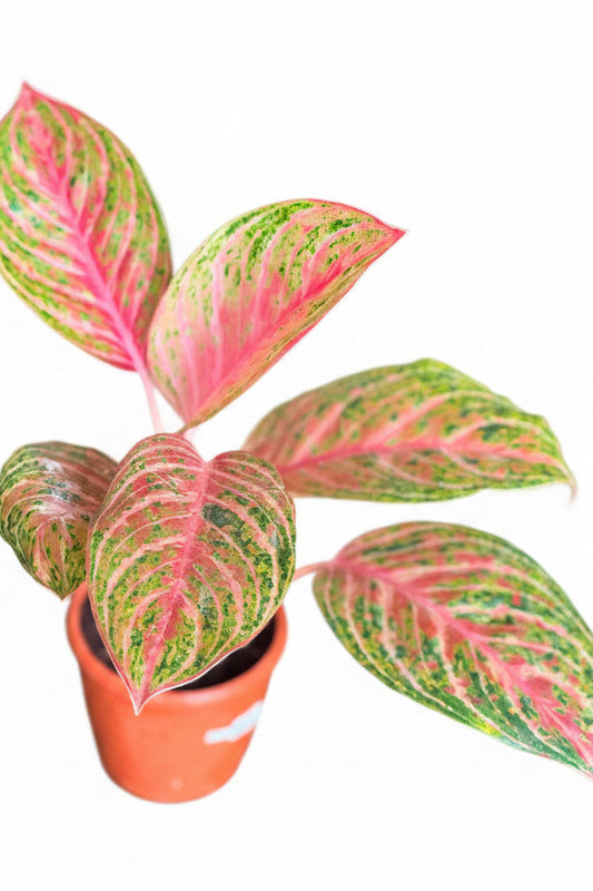 Aglaonema Pink Emerald