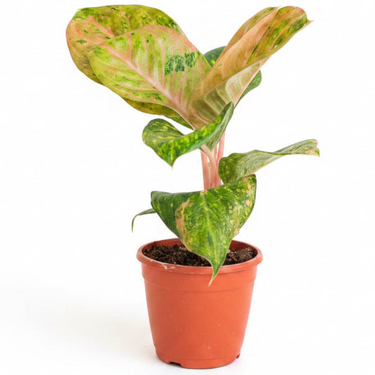 Aglaonema Andini