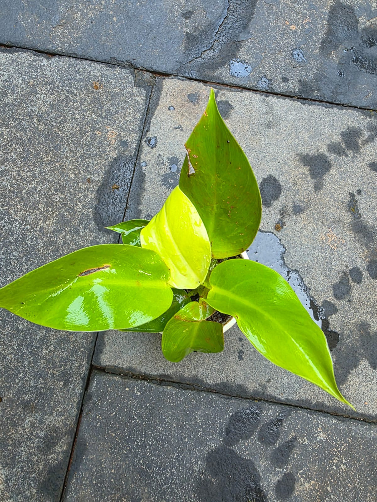 Philodendron Melanonii Gold