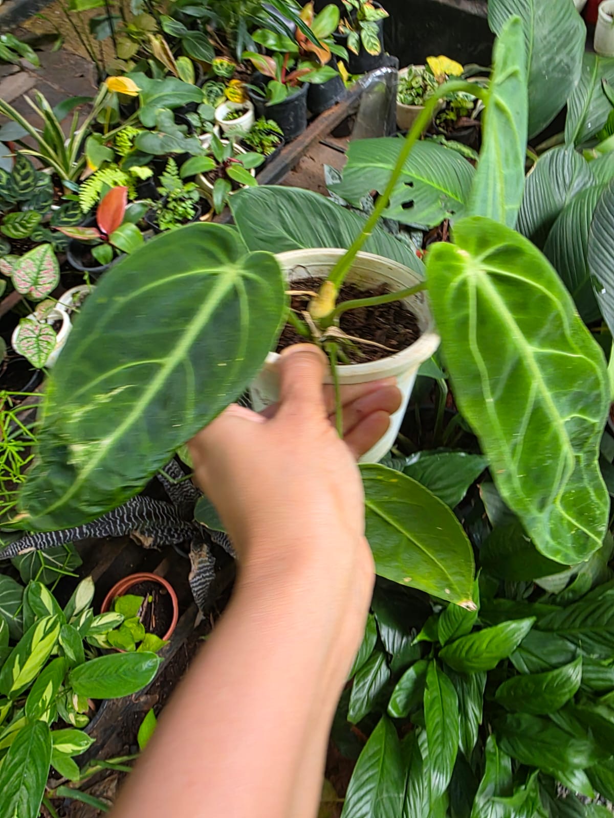 Anthurium Queen
