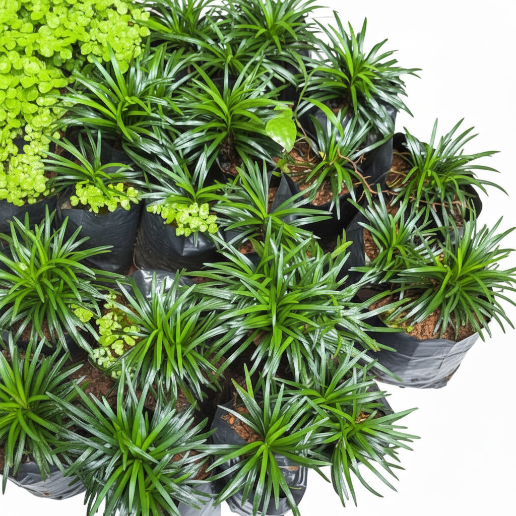 Mondo Grass