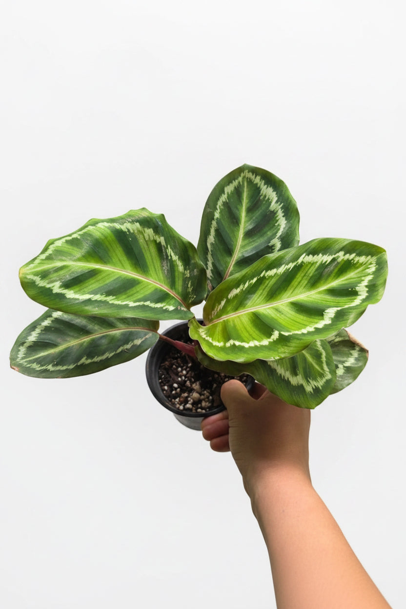 Calathea Roseopicta