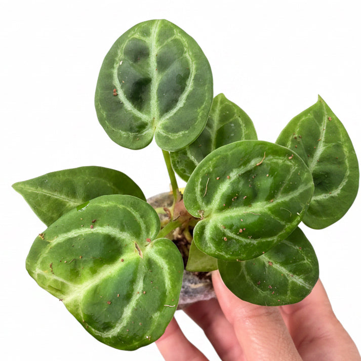 Anthurium Dorayaki