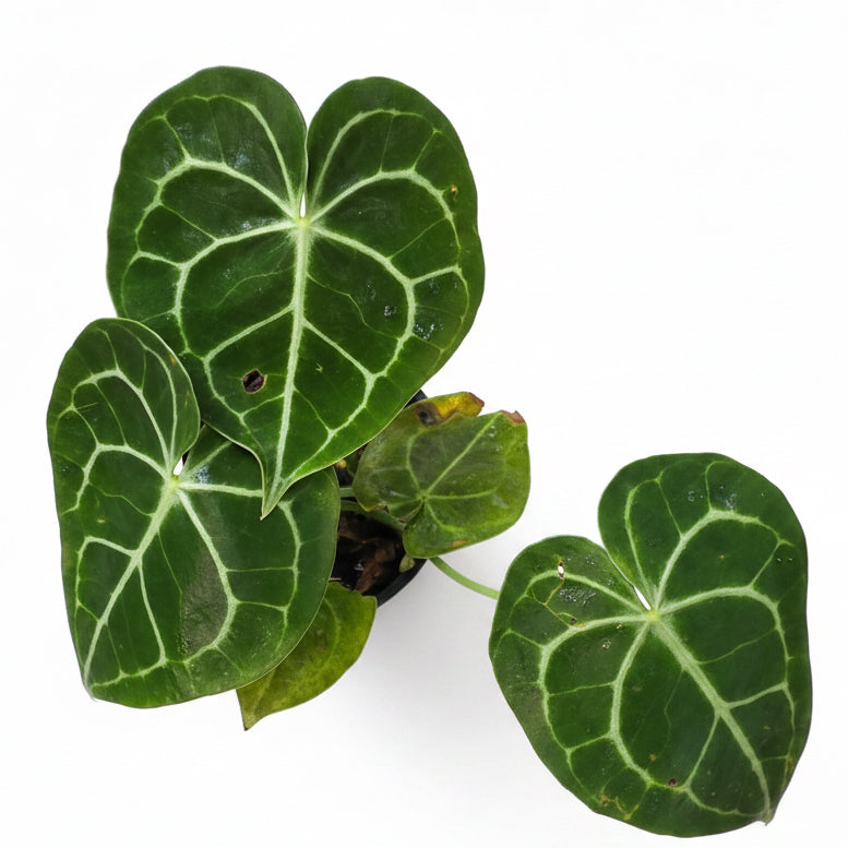 Anthurium Dorayaki