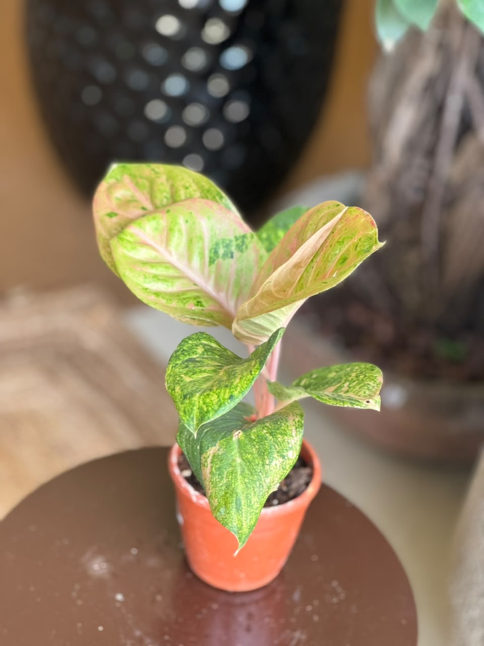 Aglaonema Andini