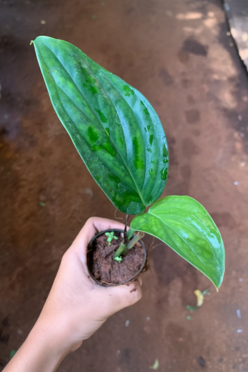 Monstera Peru