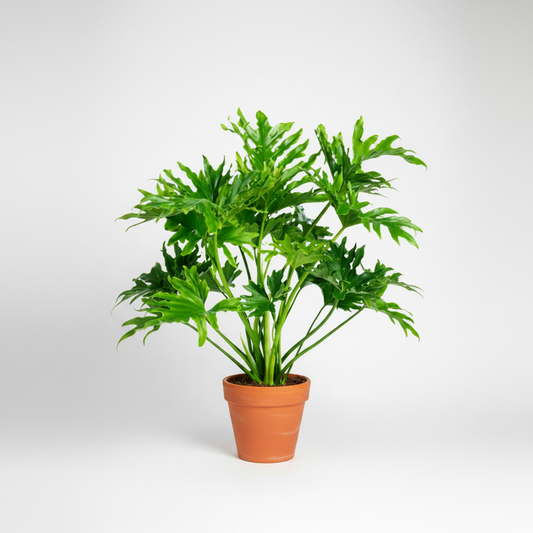 Philodendron Selloum | Hope Selloum | Indoor Plant
